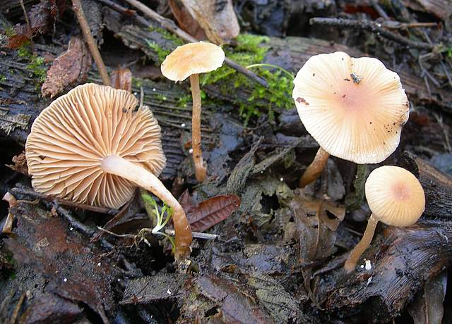 I  Funghi  dopo  l''Uragano